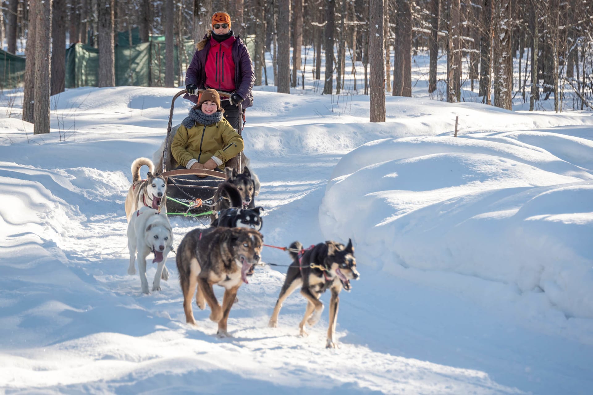 Excited huskies pulling a sled along winter trails in Levi