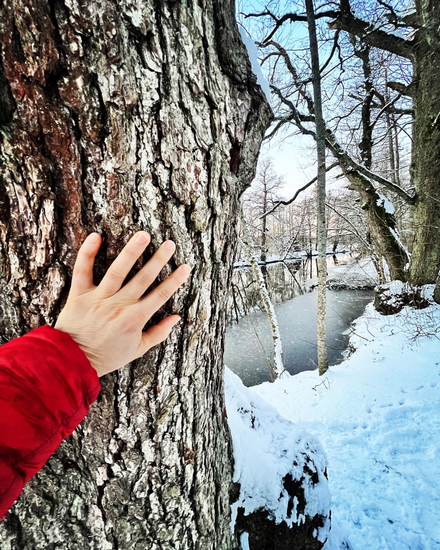 Käsi tunnustelee puun kaarnaa talvisessa metsässä