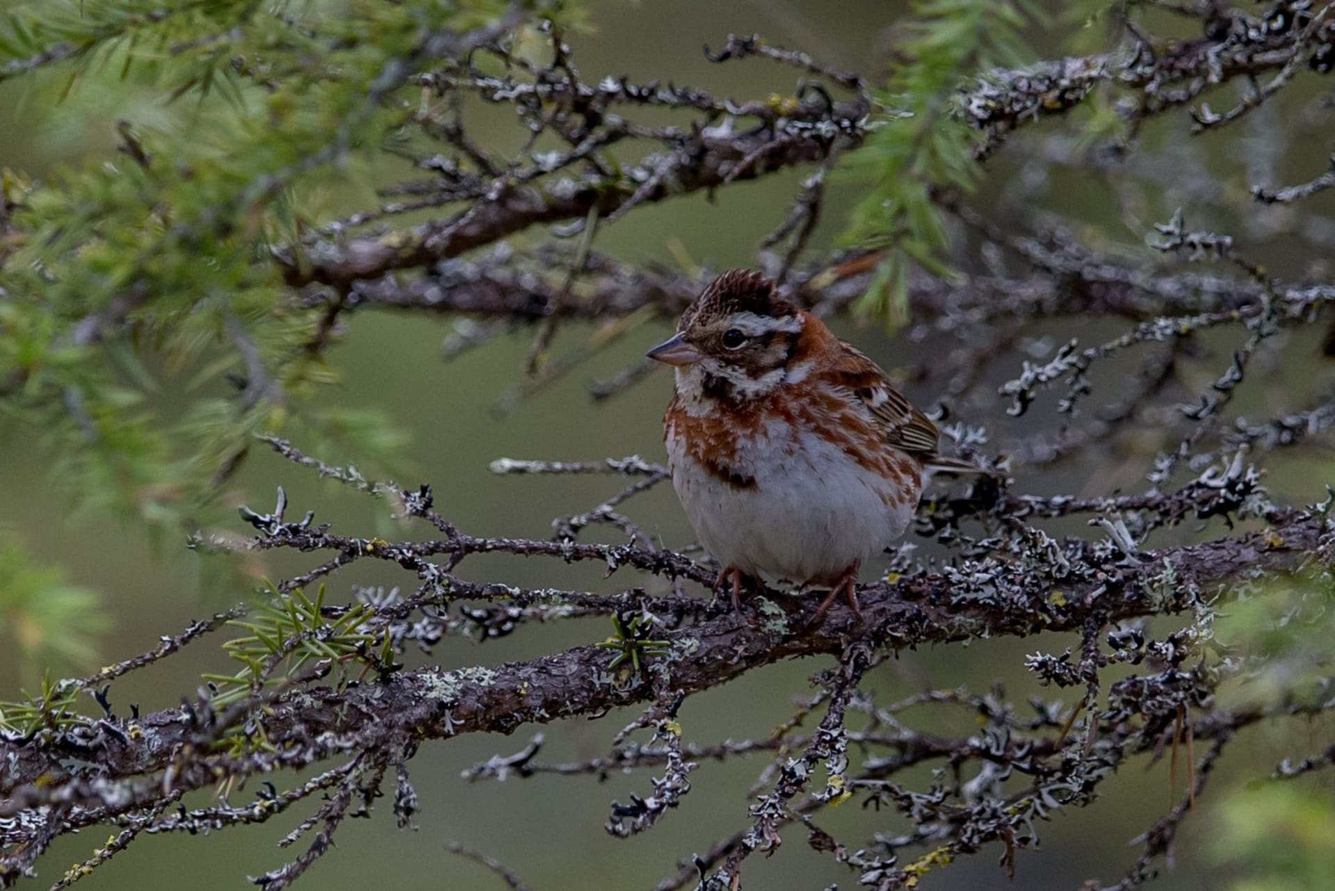 Rustic Bunting - rare north-eastern species
