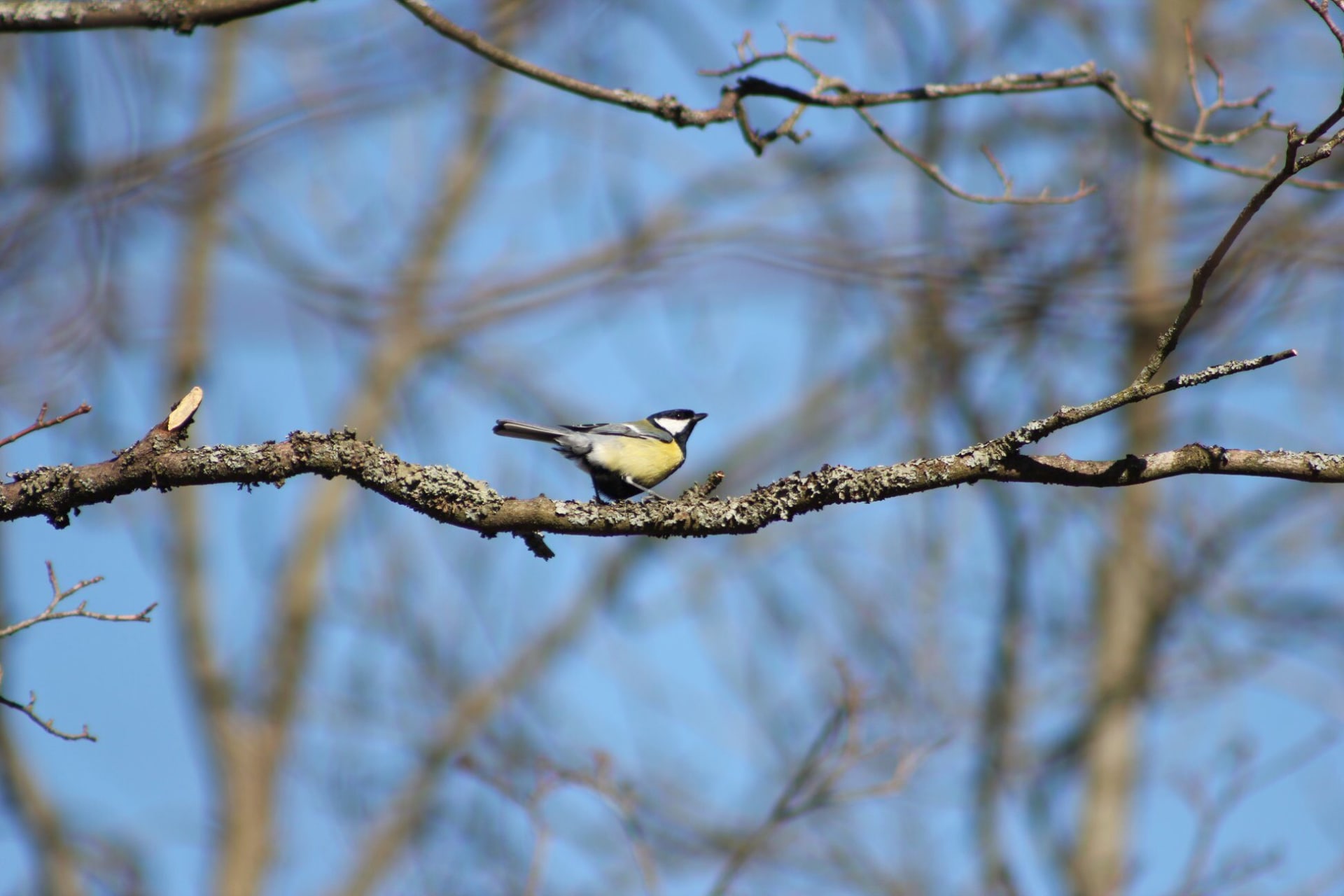 Forest Spirit - trip to nature
