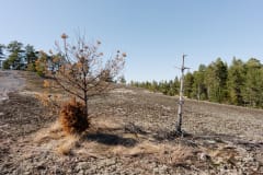 Mieli, keho ja luonto – Päivä läsnäoloon (LINLO)