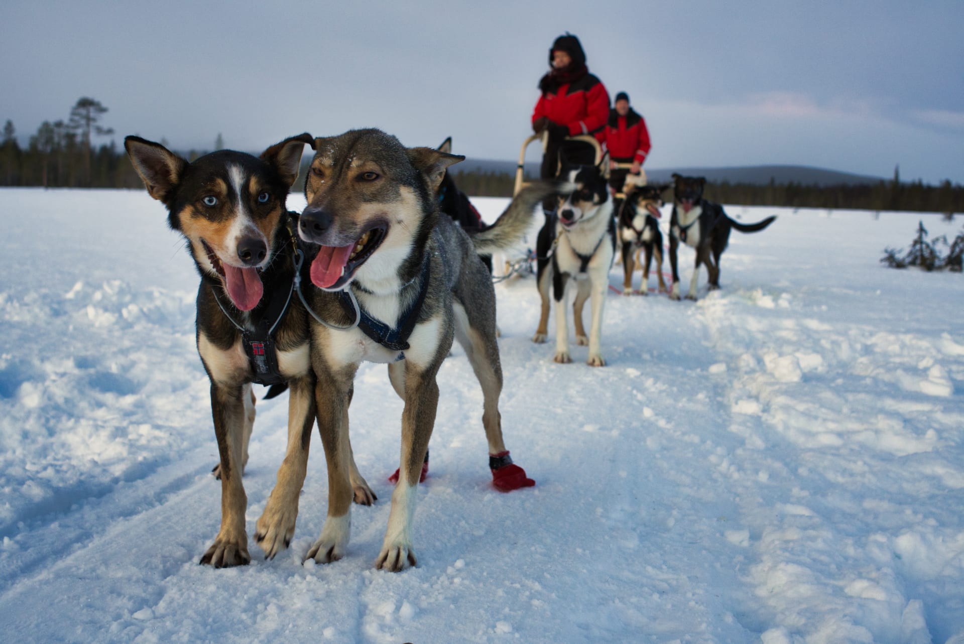 6km Husky Loop