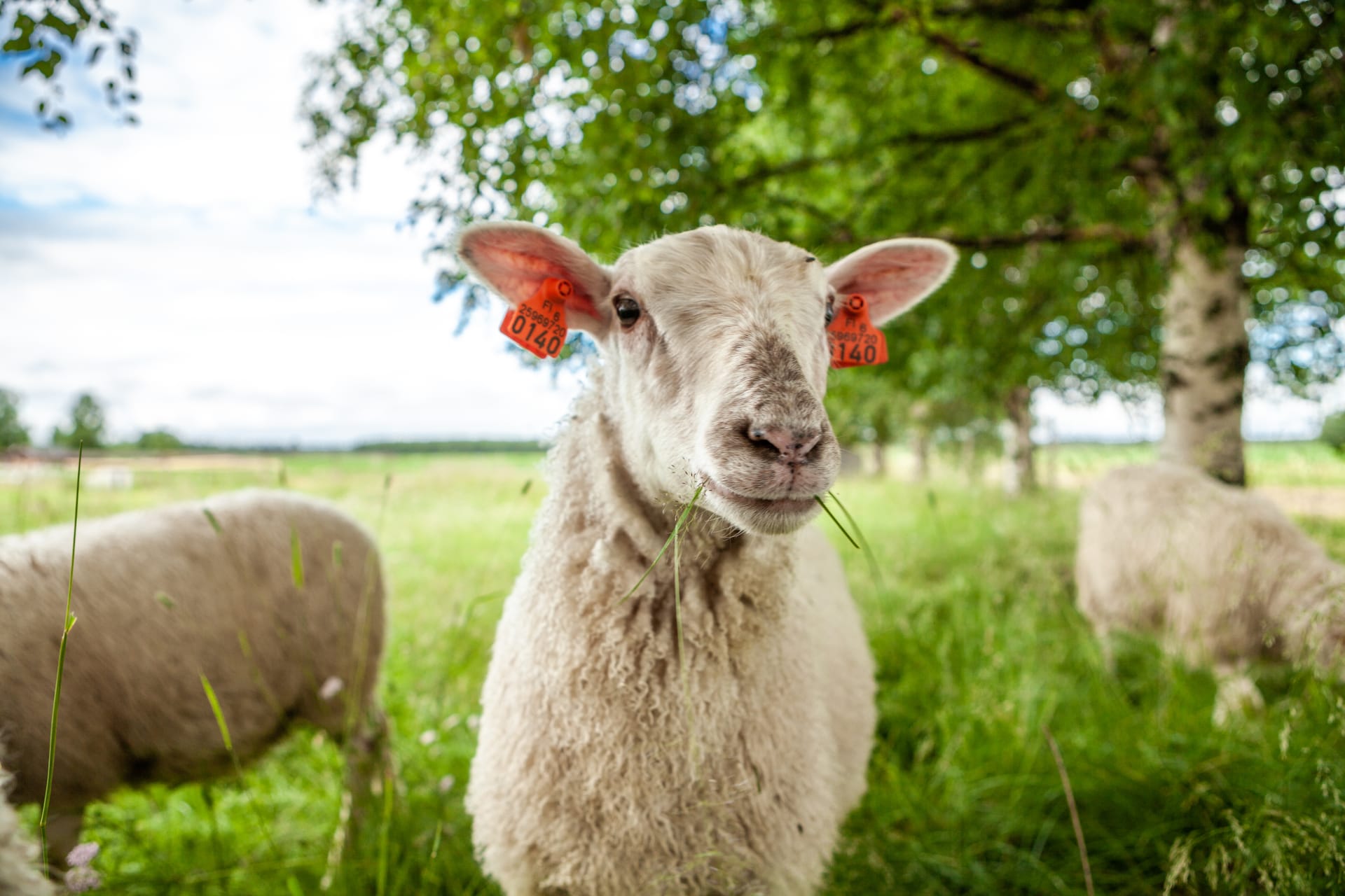 Lännentilan kotieläinpihan lammas.