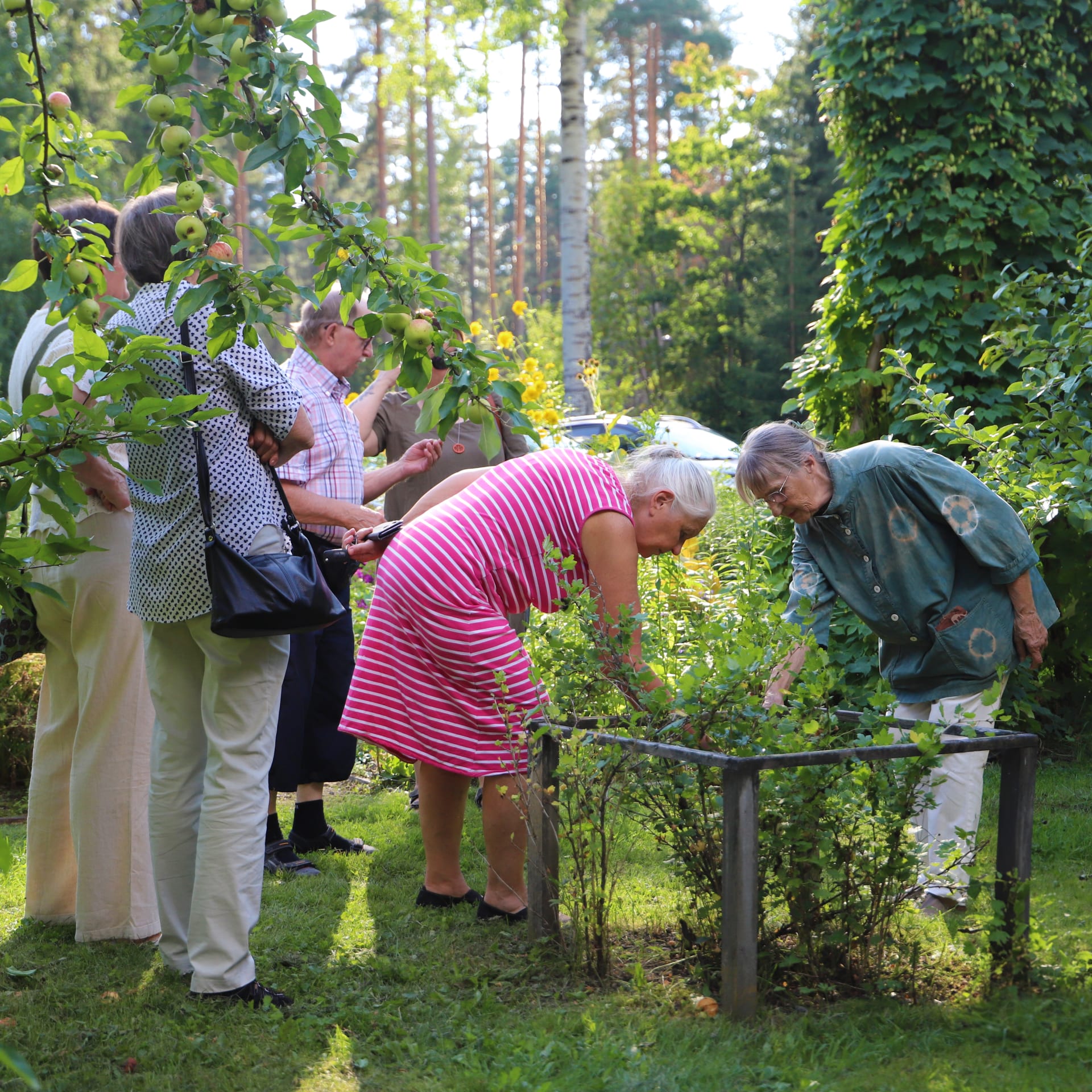 A member of The Association of Friends for Nature in Saarijärvi Region tells about the heritage plants in the museum's garden.