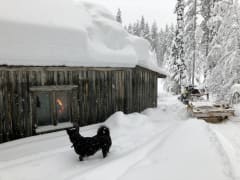 Päivä poronhoitajana