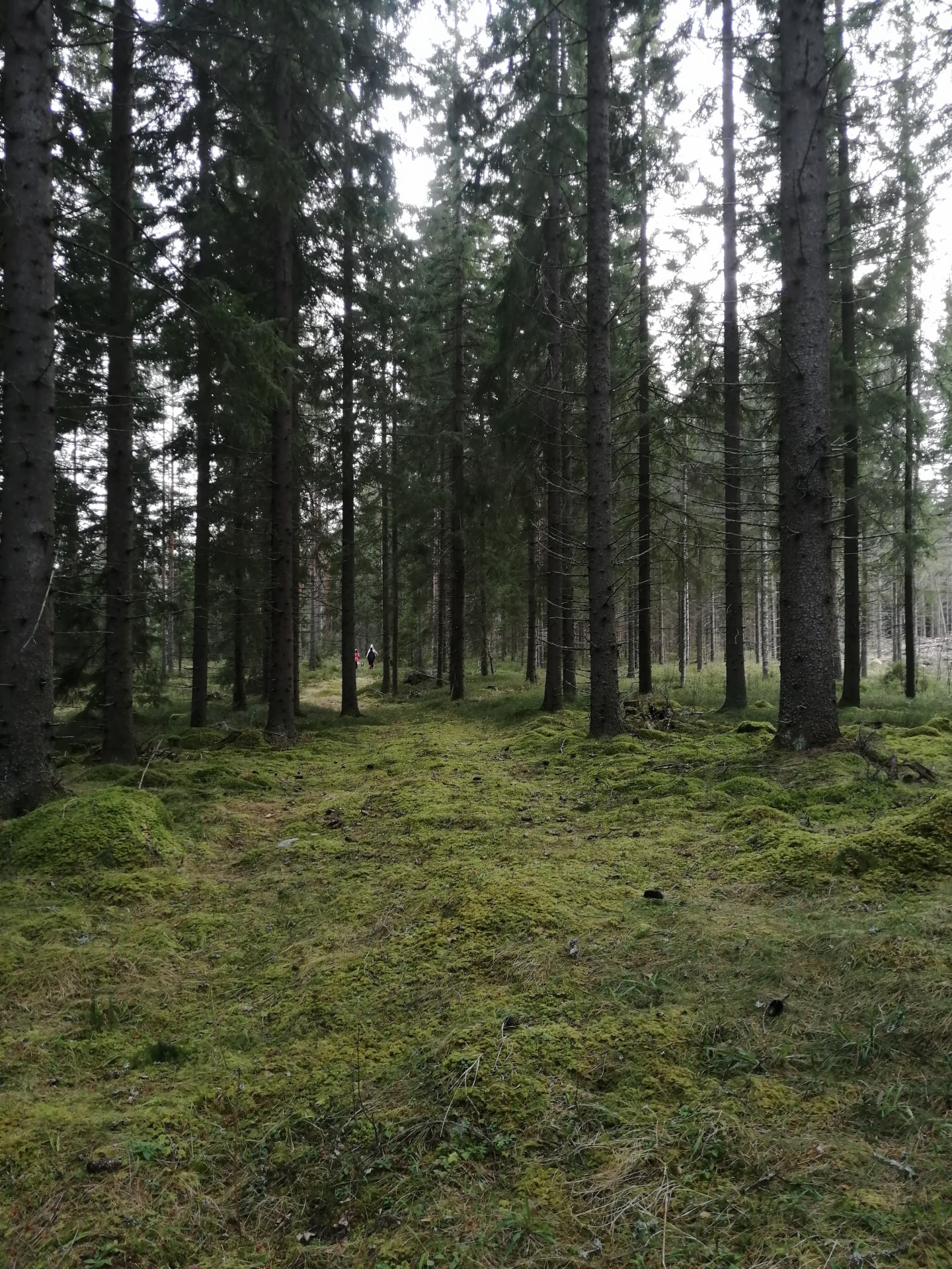Walking trail in the forest just next to the cottages.