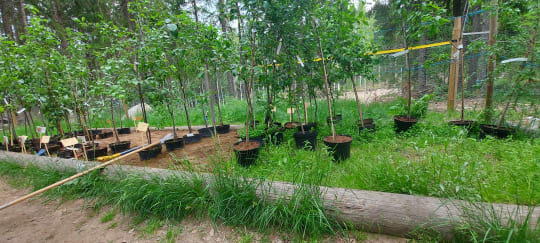 We offer a wide range of trees and shrubs.