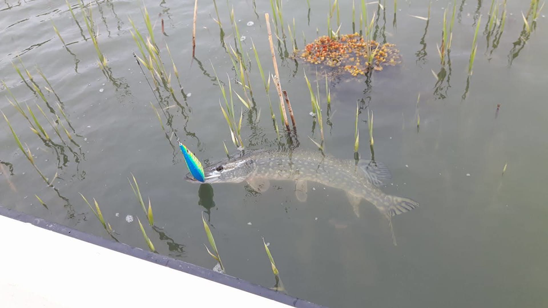 Pike catching in Baltic Sea Archipelago.