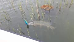 Pike catching in Baltic Sea Archipelago.