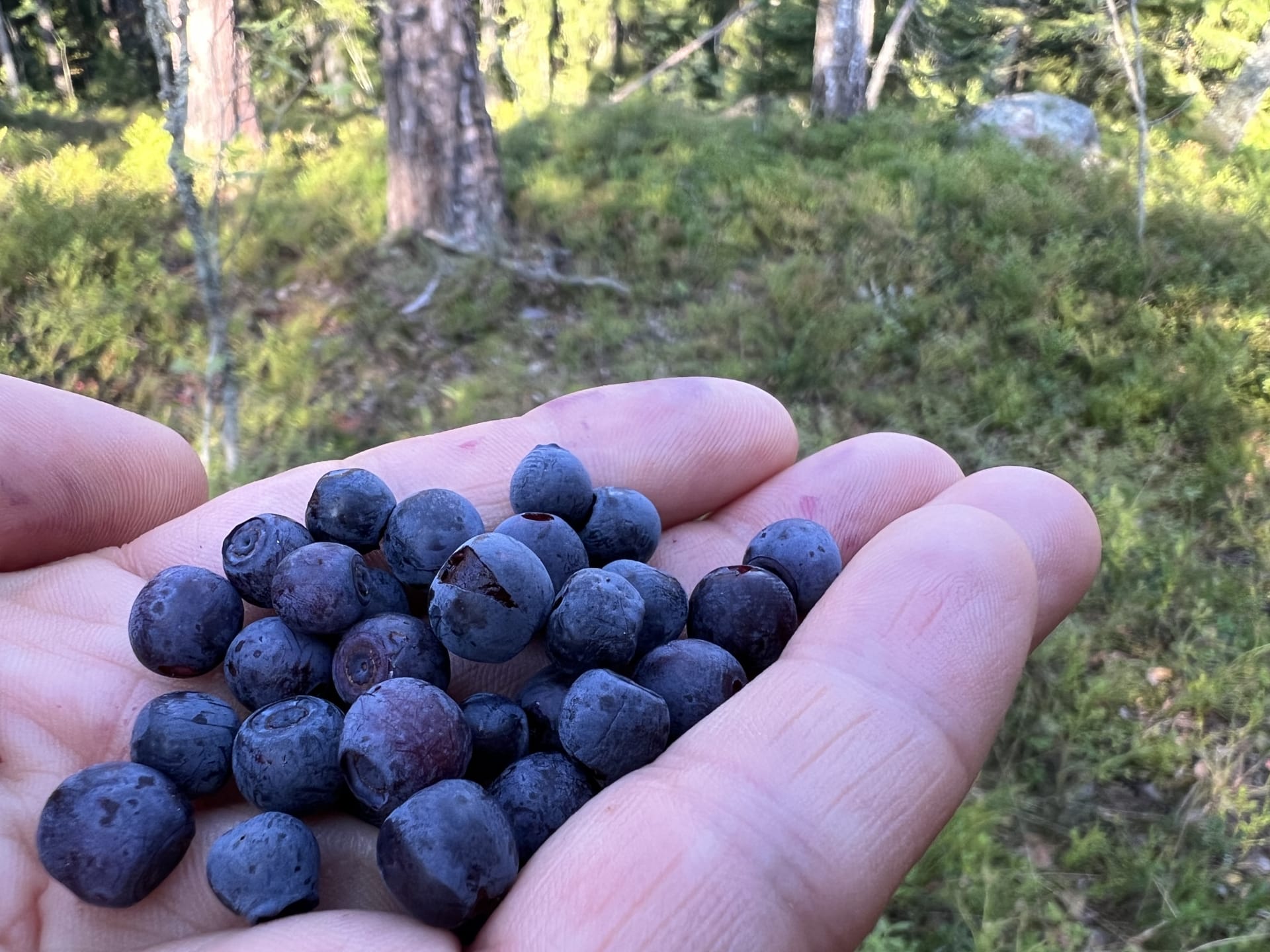 Mustikoita kädellä