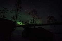 Reindeer and auroras