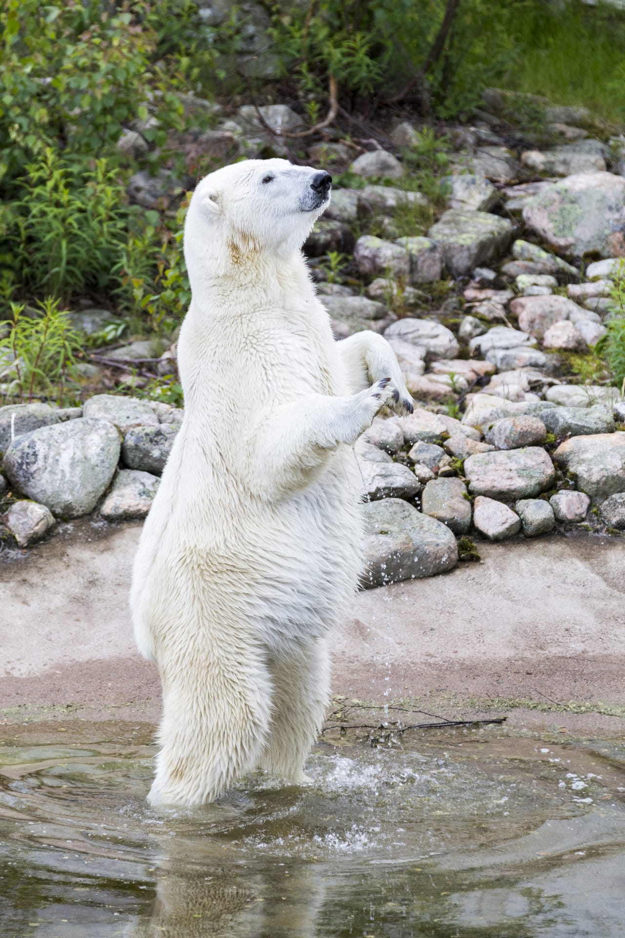 Ranua Wildlife Park - Animals