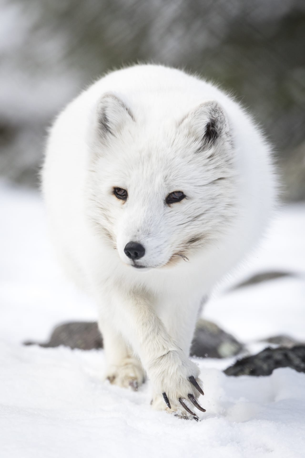 Ranua Wildlife Park - Animals