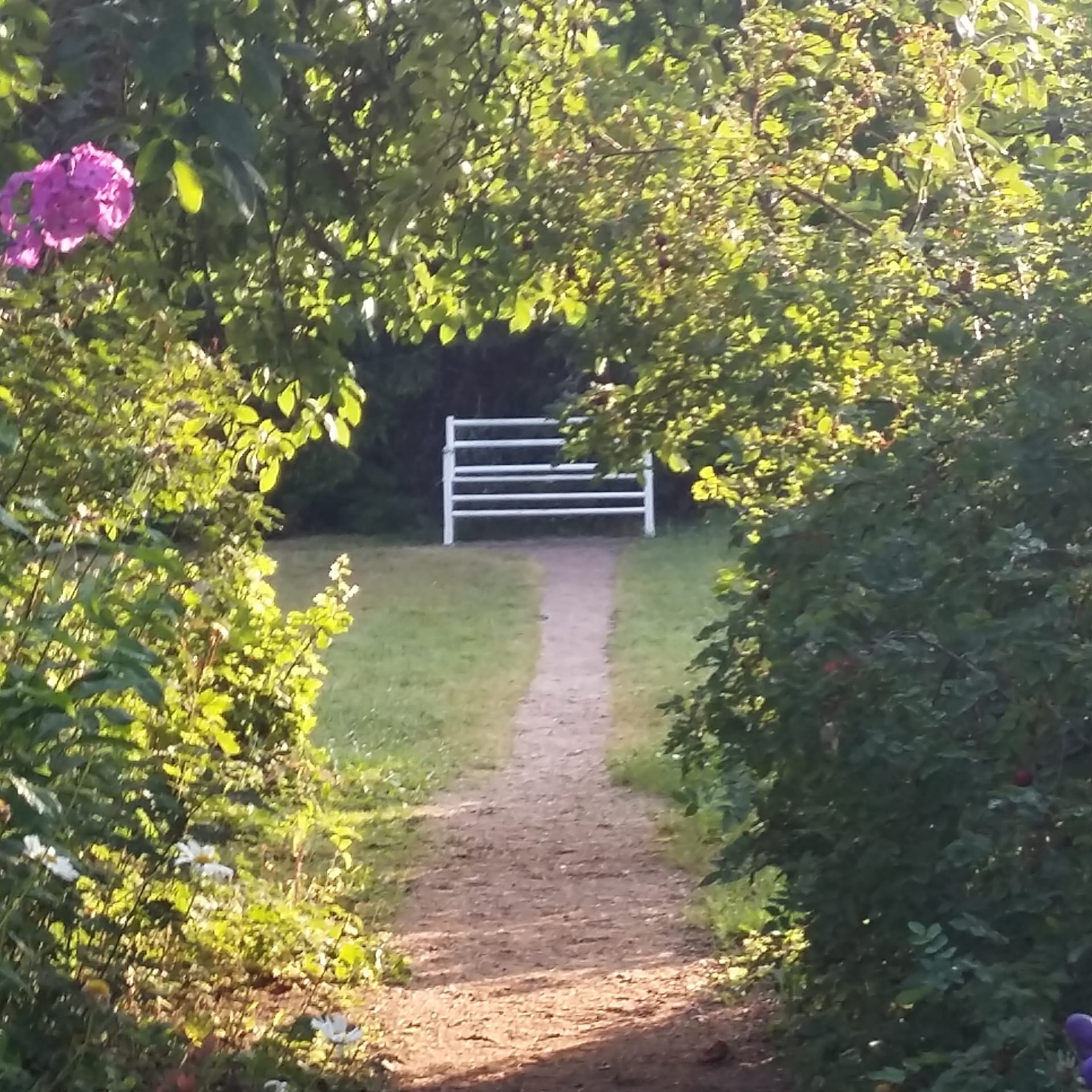 A view from Ainola´s garden, greenery and a white garden bench.