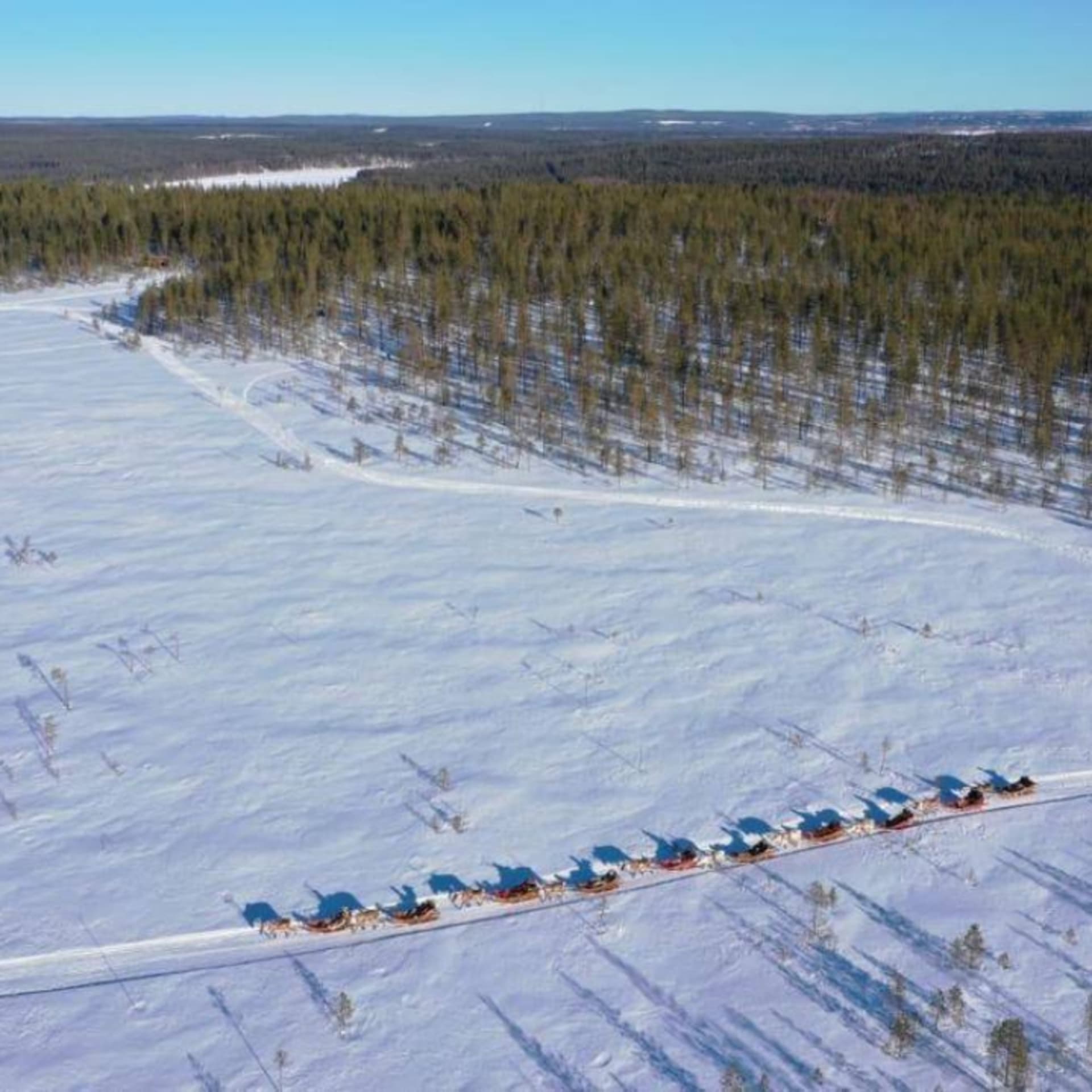 Daytime Reindeer Safari