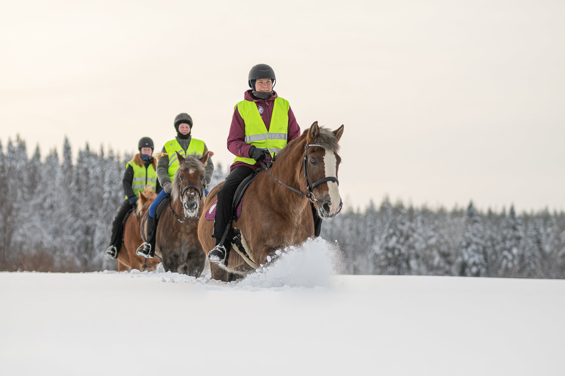 A One-Hour Finnhorse Trek