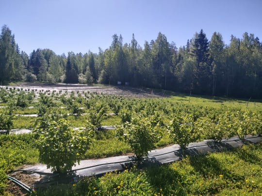 Viinitilan marjatarha