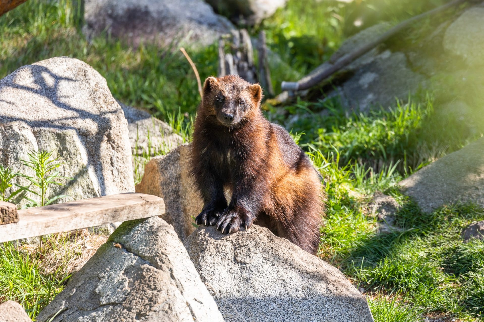 Wolverine sitting on a rock enjoying the sunny day