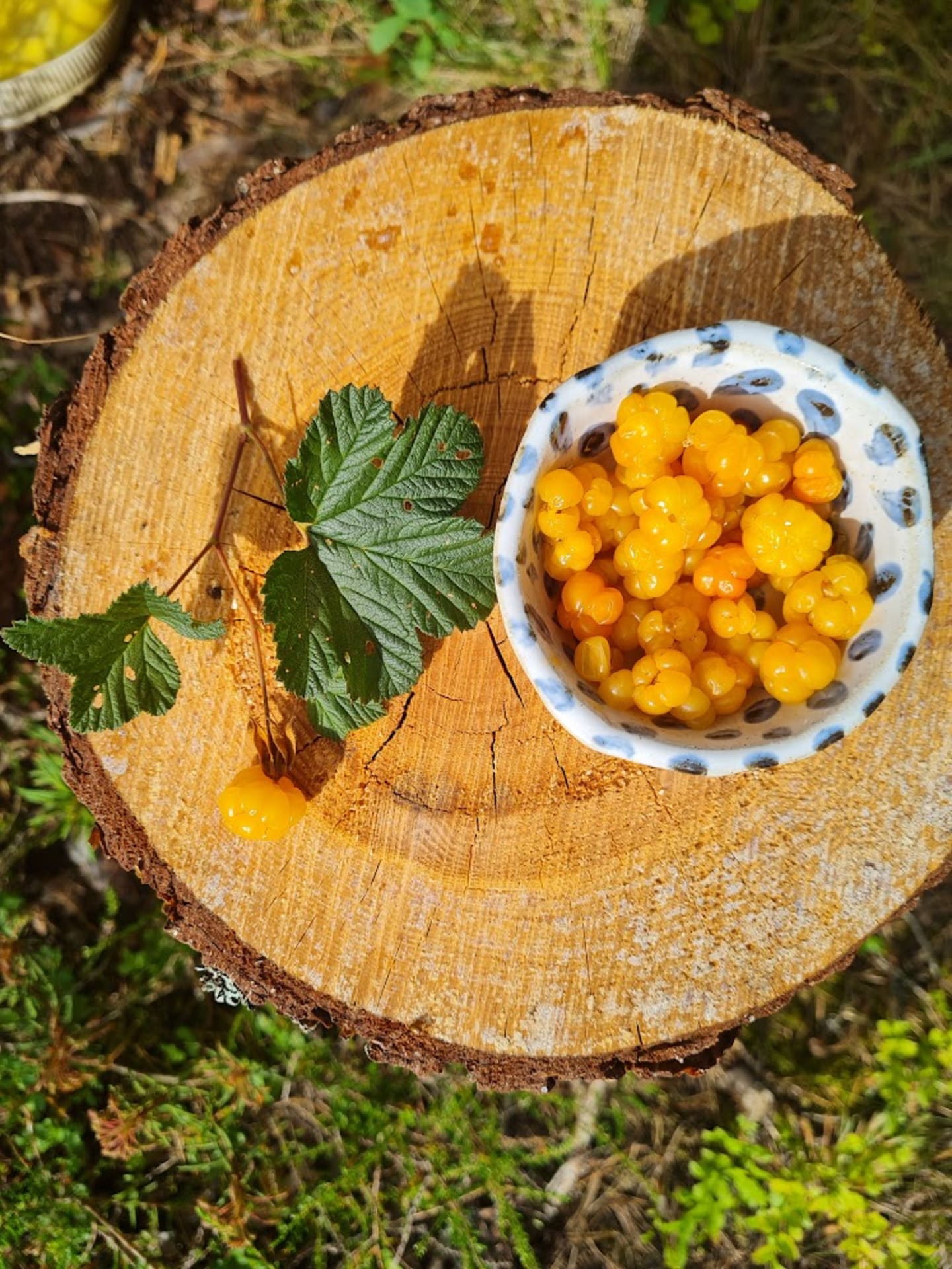 Hawkhill-bog-cloudberry