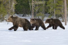 Bear family on snow at Martinselkonen