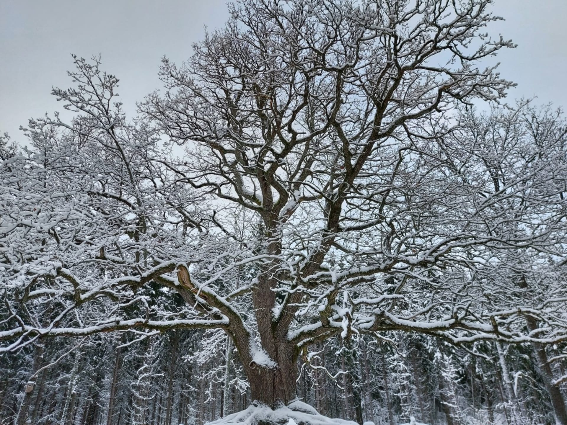 Paavolan tammi Winter