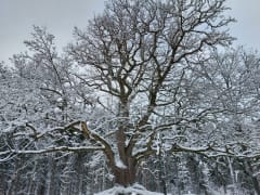 Paavolan tammi opastettu retki