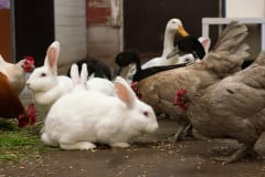 When players solve puzzles and open locks, they free small farm animals to the game.