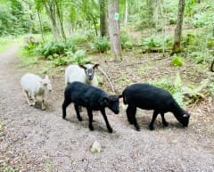 Lehmusreitti – autottoman cityluontopolku