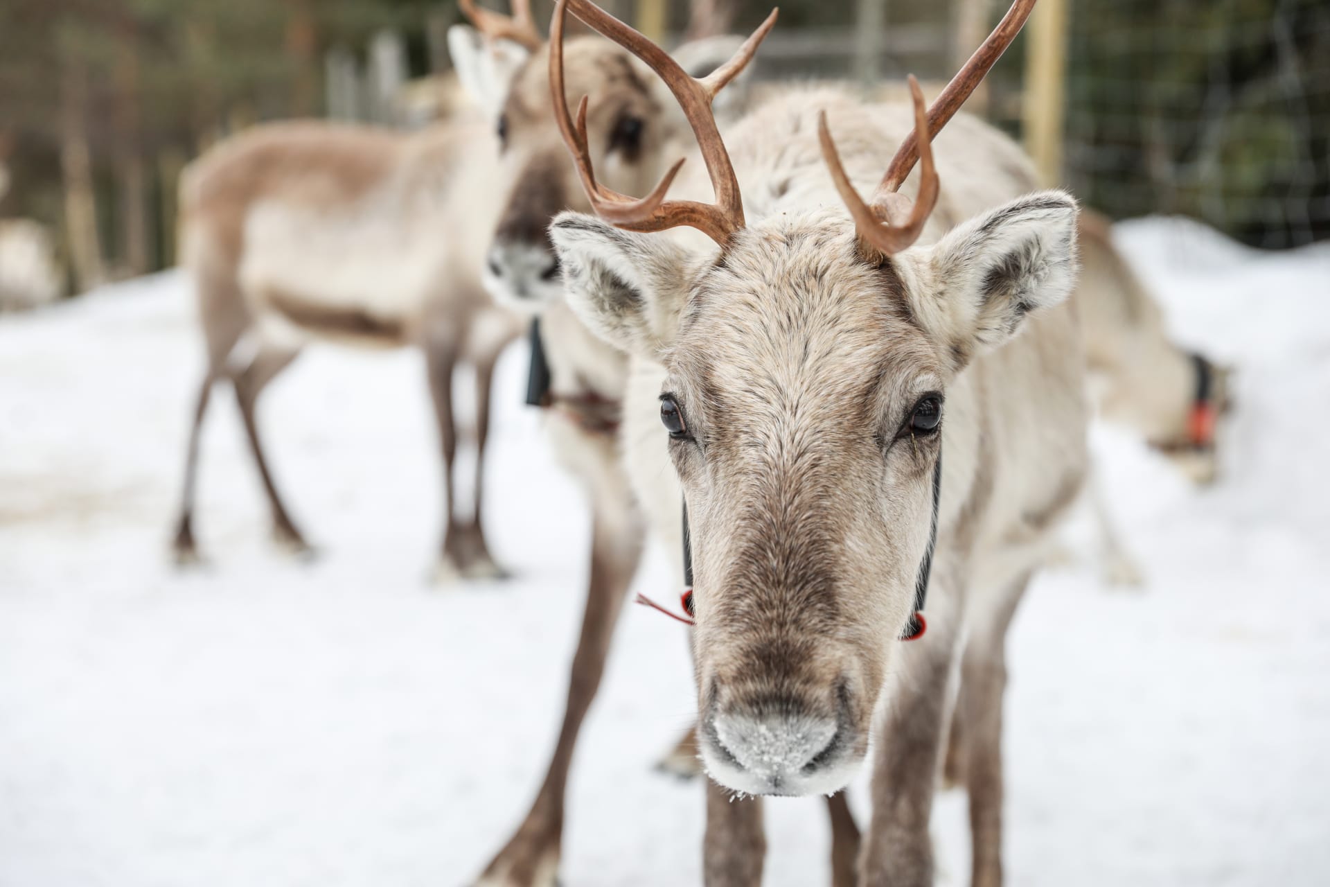 Reindeer Farm Visit