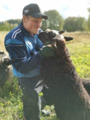Our sheep are very friendly zen masters.