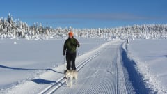 Nainen hiihtää ladulla harmaan husky-koiran kanssa. Taustalla näkyy lumista metsää ja sininen taivas.Kuva:Annu Tuohiluoto 