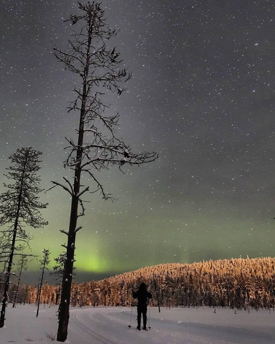 Ihminen hiihtää ladulla yöllä. Kuvan etualalla on kaksi mäntyä. Taustalla on kuusimetsää, johon osuu kuun valo. Taivaalla loistavat vihreät revontulet. Kuva: Juho Niemelä / MH 