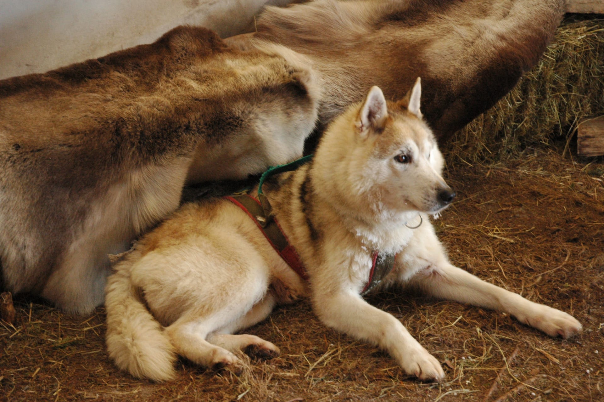 Husky farm in Sea Lapland