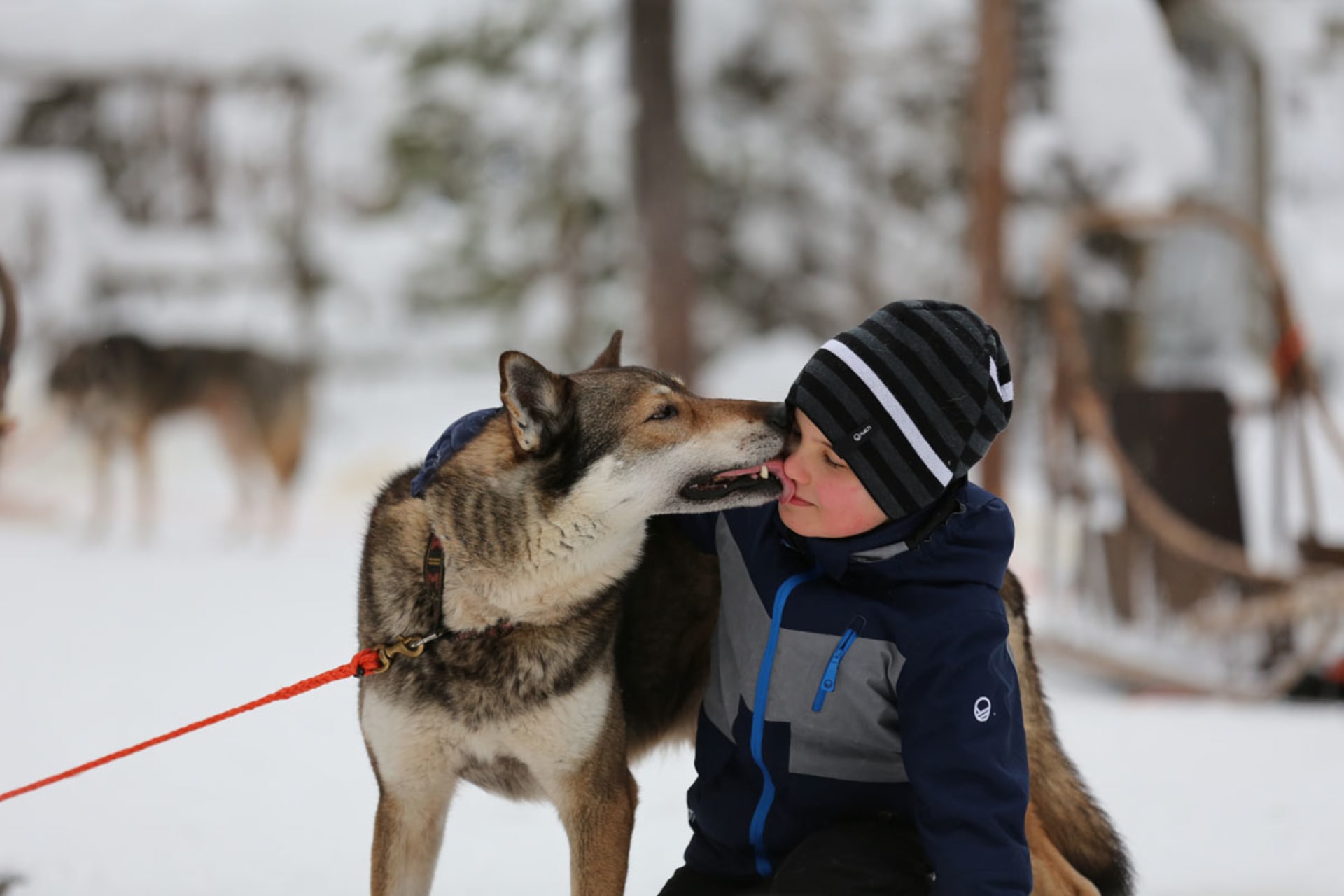 Husky Safaris and Kennel Visits | Visit Finland