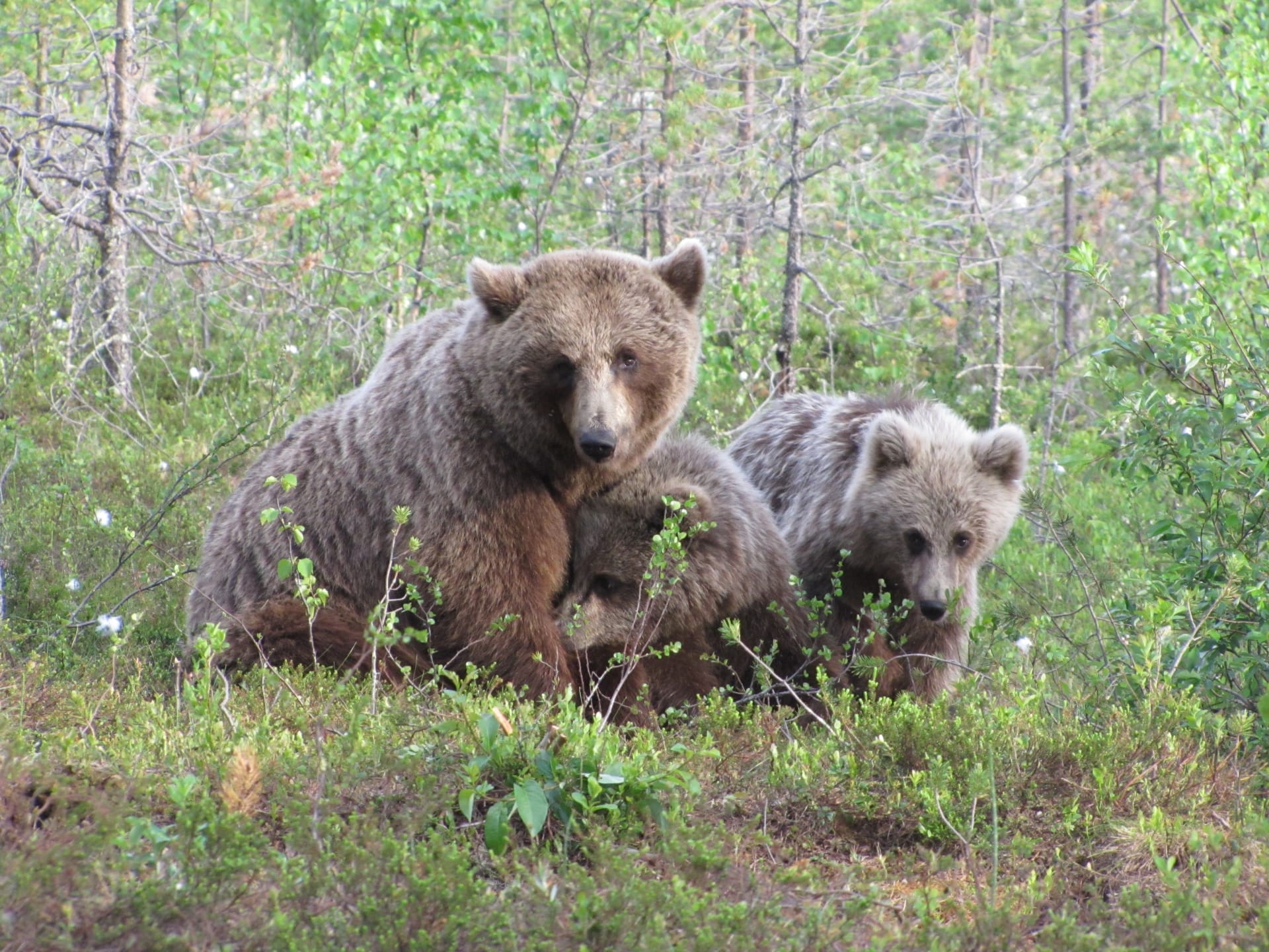 Bear mother with Cubs at Martinselkonen