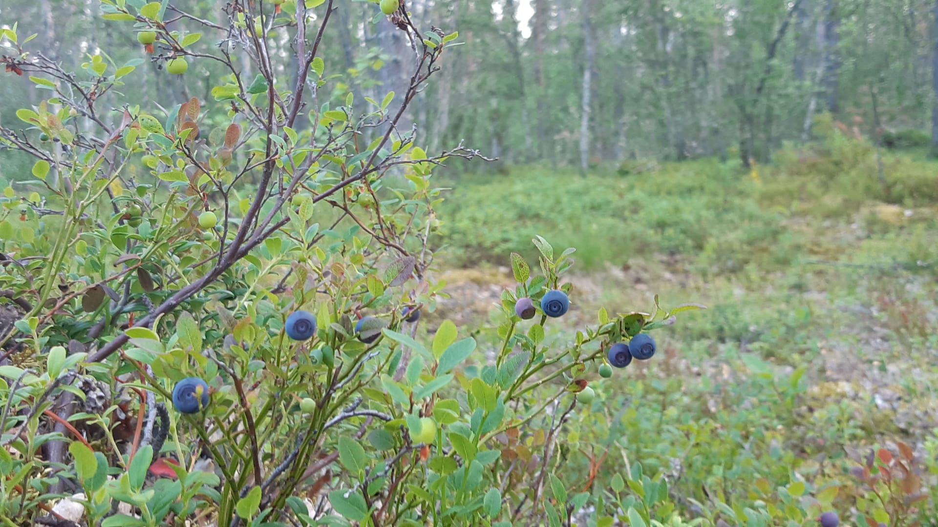 Collecting blueberries in Finnish Lapland