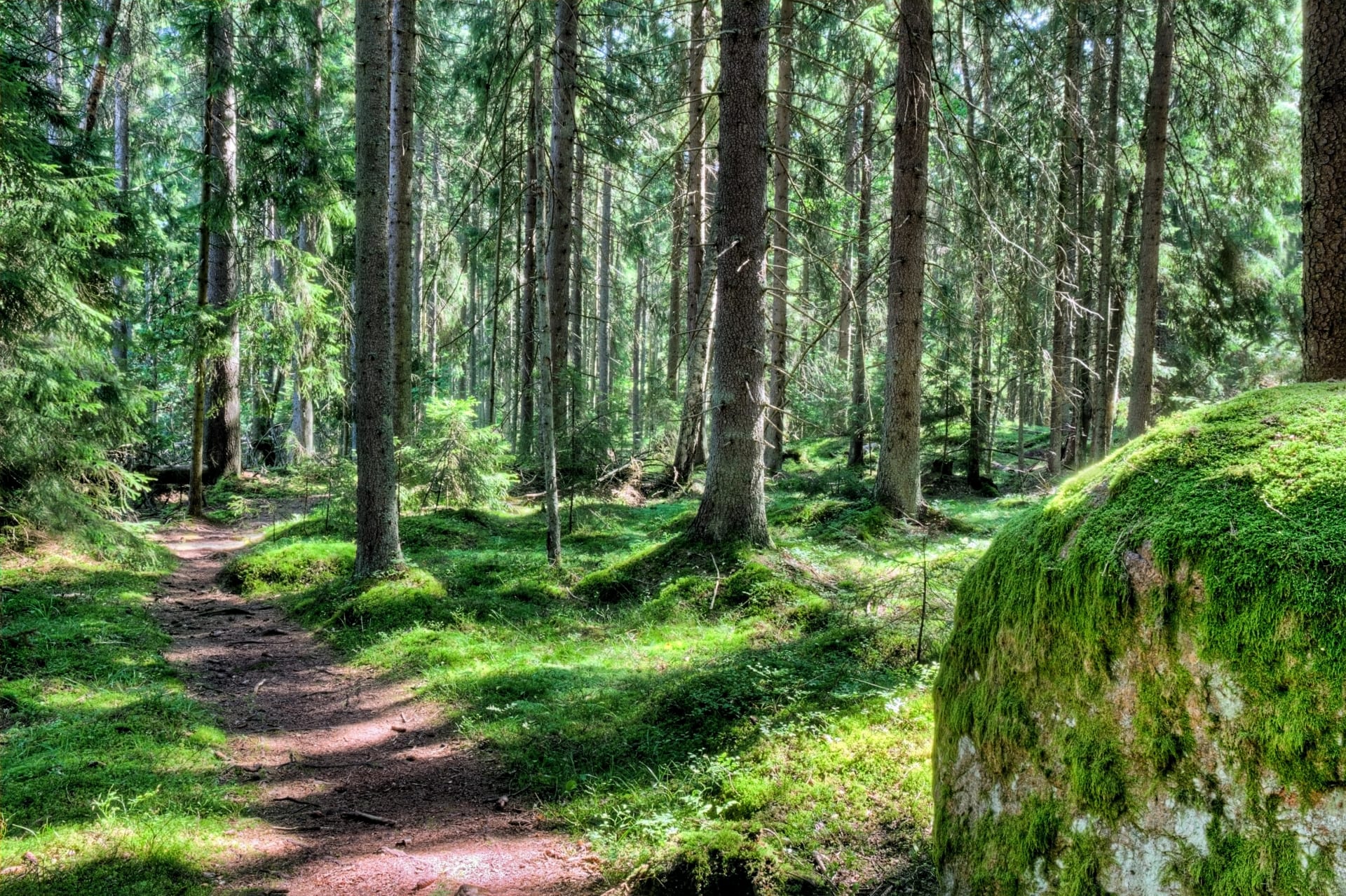 www.äksytämmät.fi