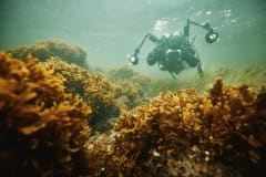 Marine research at Tvärminne Zoological Station