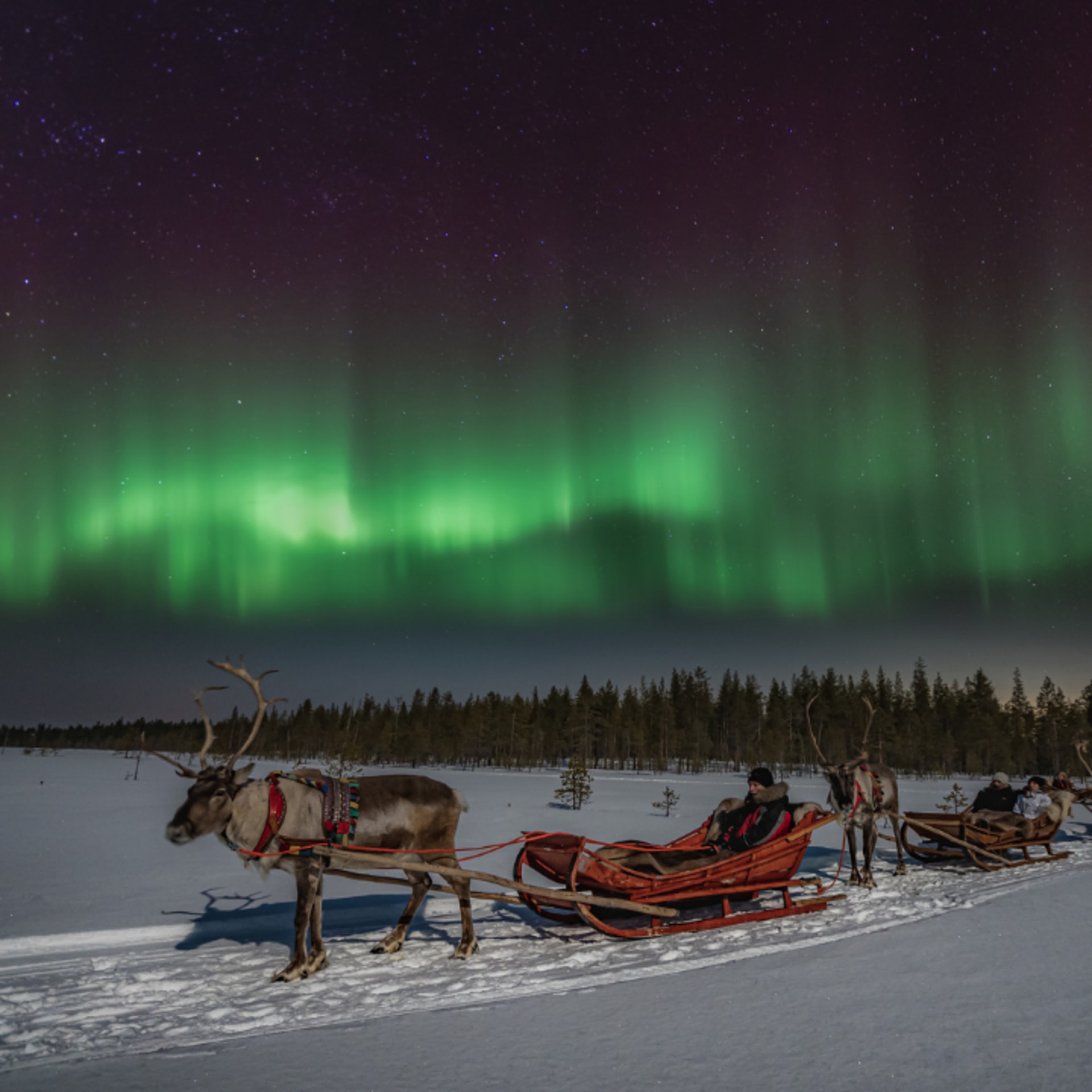 Northern Lights Reindeer Safari