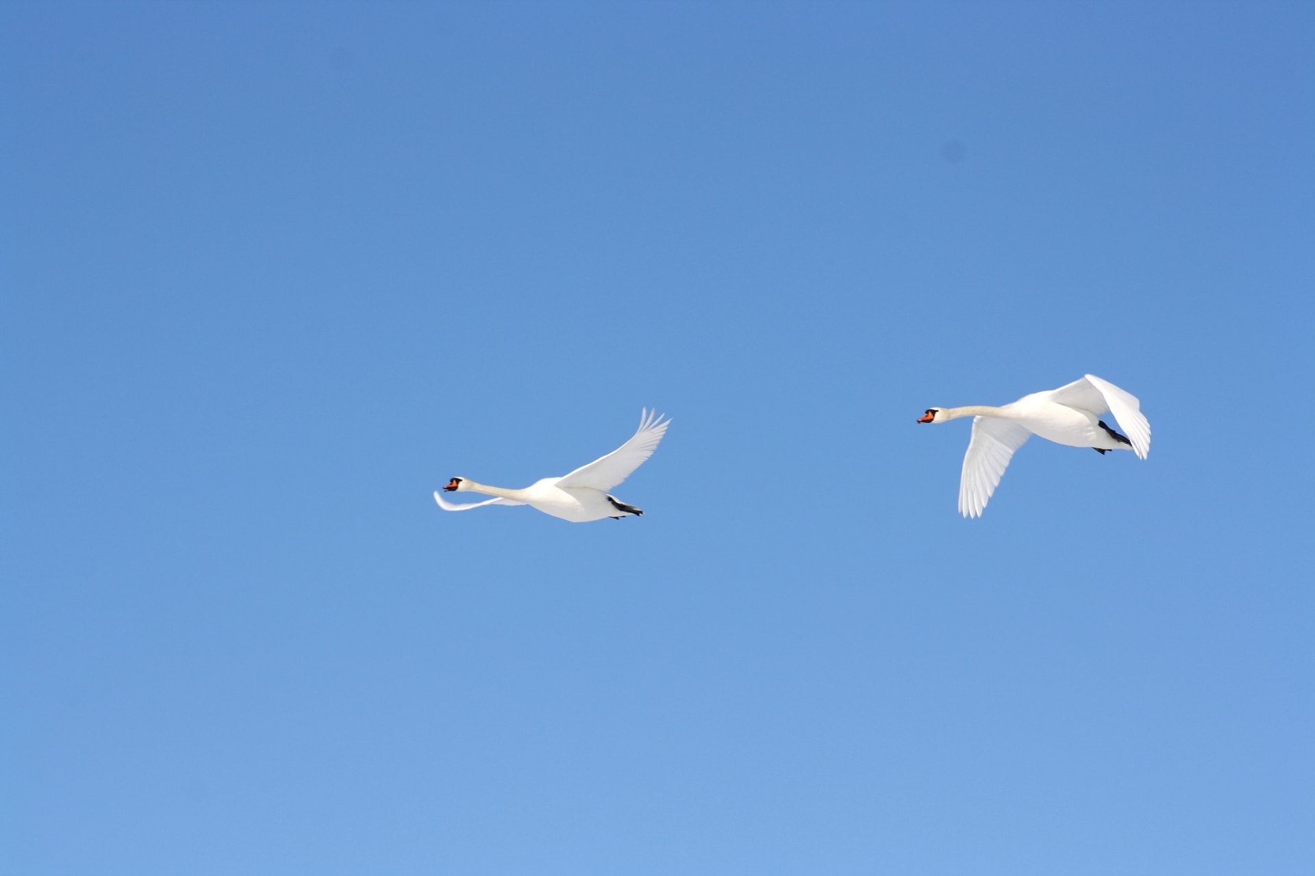 Joutsenia lentämässä taivaalla.