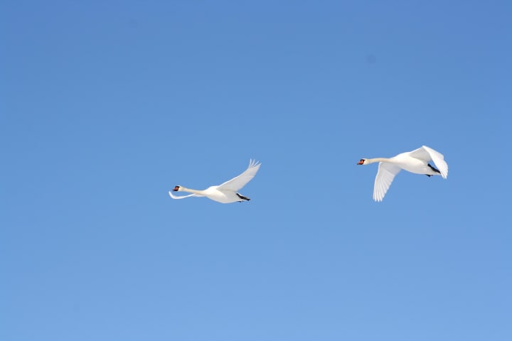 Joutsenia lentämässä taivaalla.