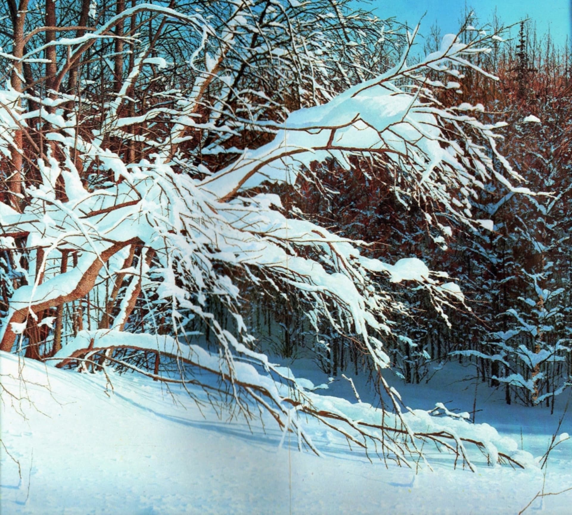 Bird Cherry / Tuomi 270 x 300 cm Bird Cherry / Tuomi 270 x 300 cm