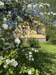 An apple tree blooms in the farm garden in early summer.
