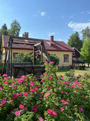 Roses bloom in the farm yard in summer.