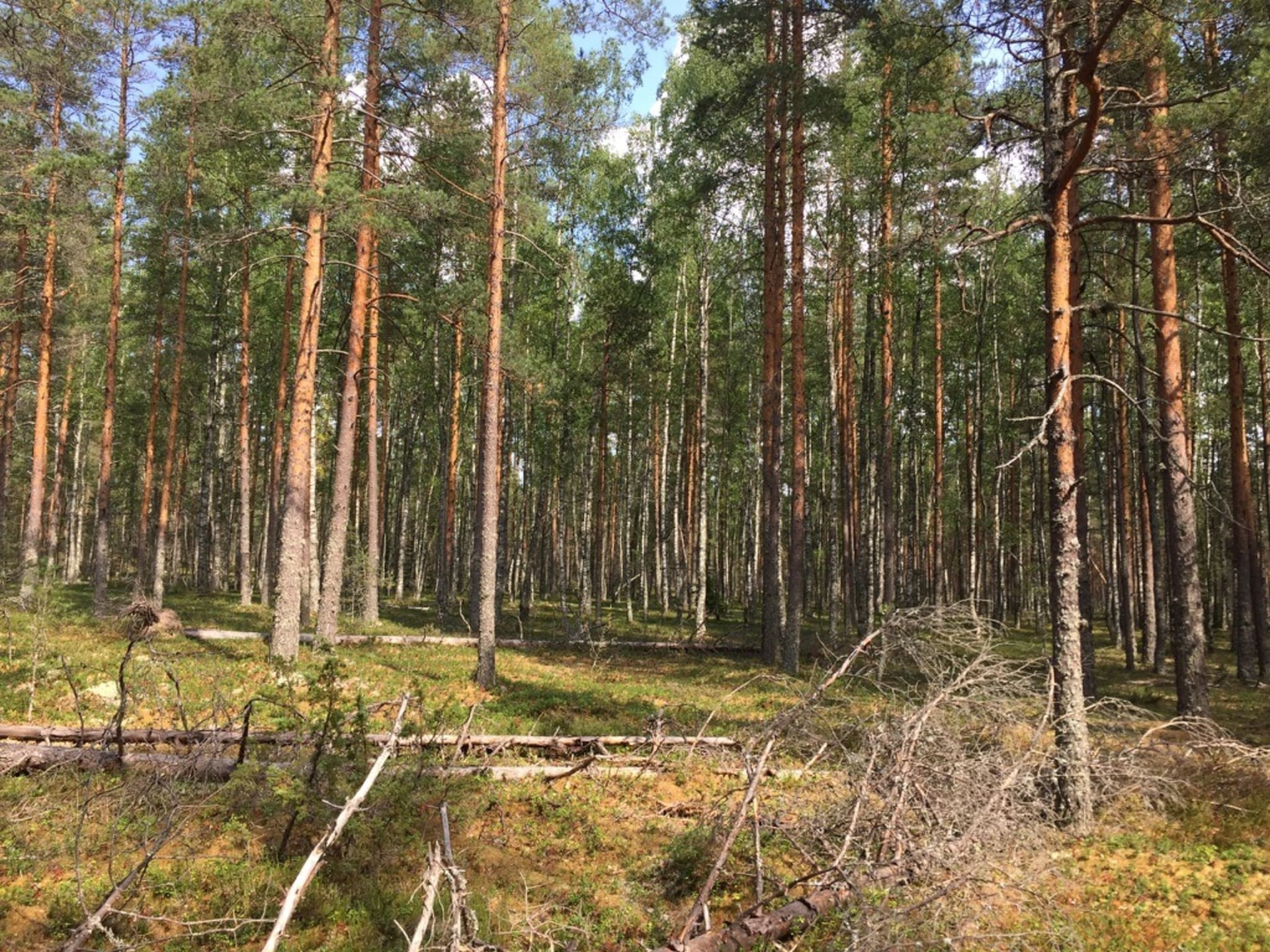 Finnish pine forest.