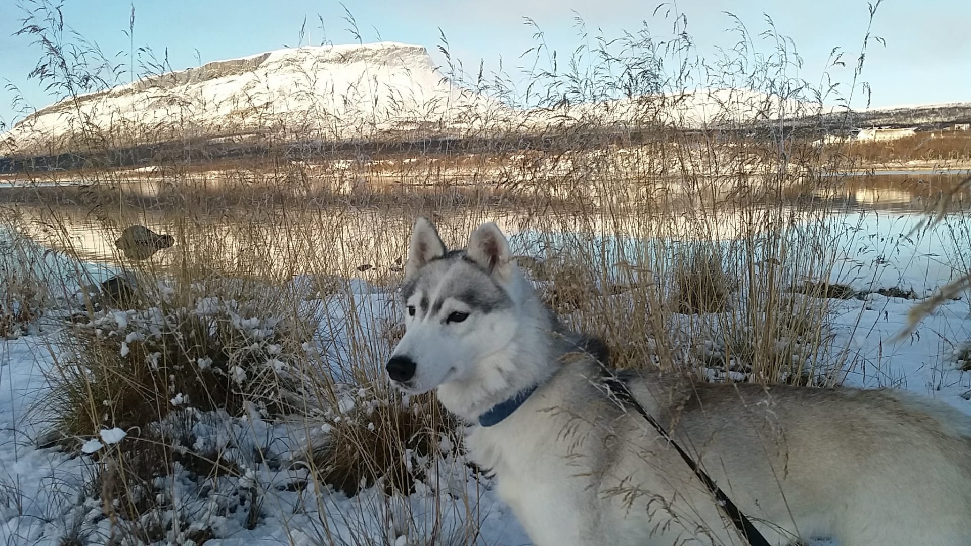 Summer and Autumn Hikes with a Siberian Husky in Kilpisjärvi