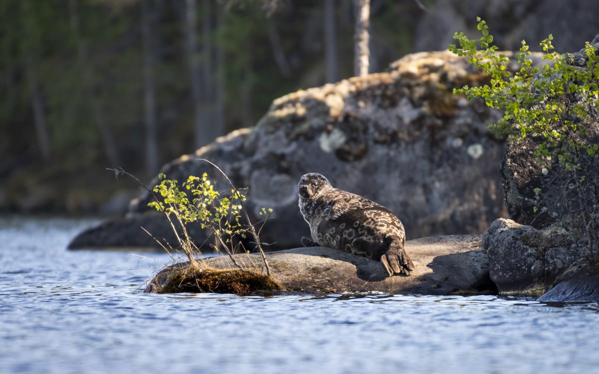Seal Watching Excursion on an Electric Eco-boat