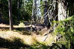 Tahlo Ventures glamping