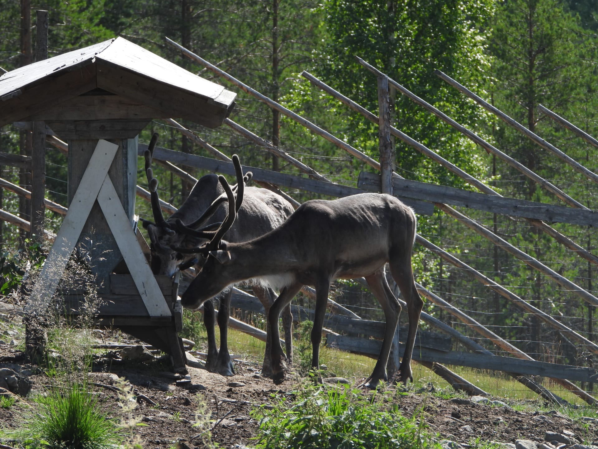 reindeer-farm-visit-northern-oulu