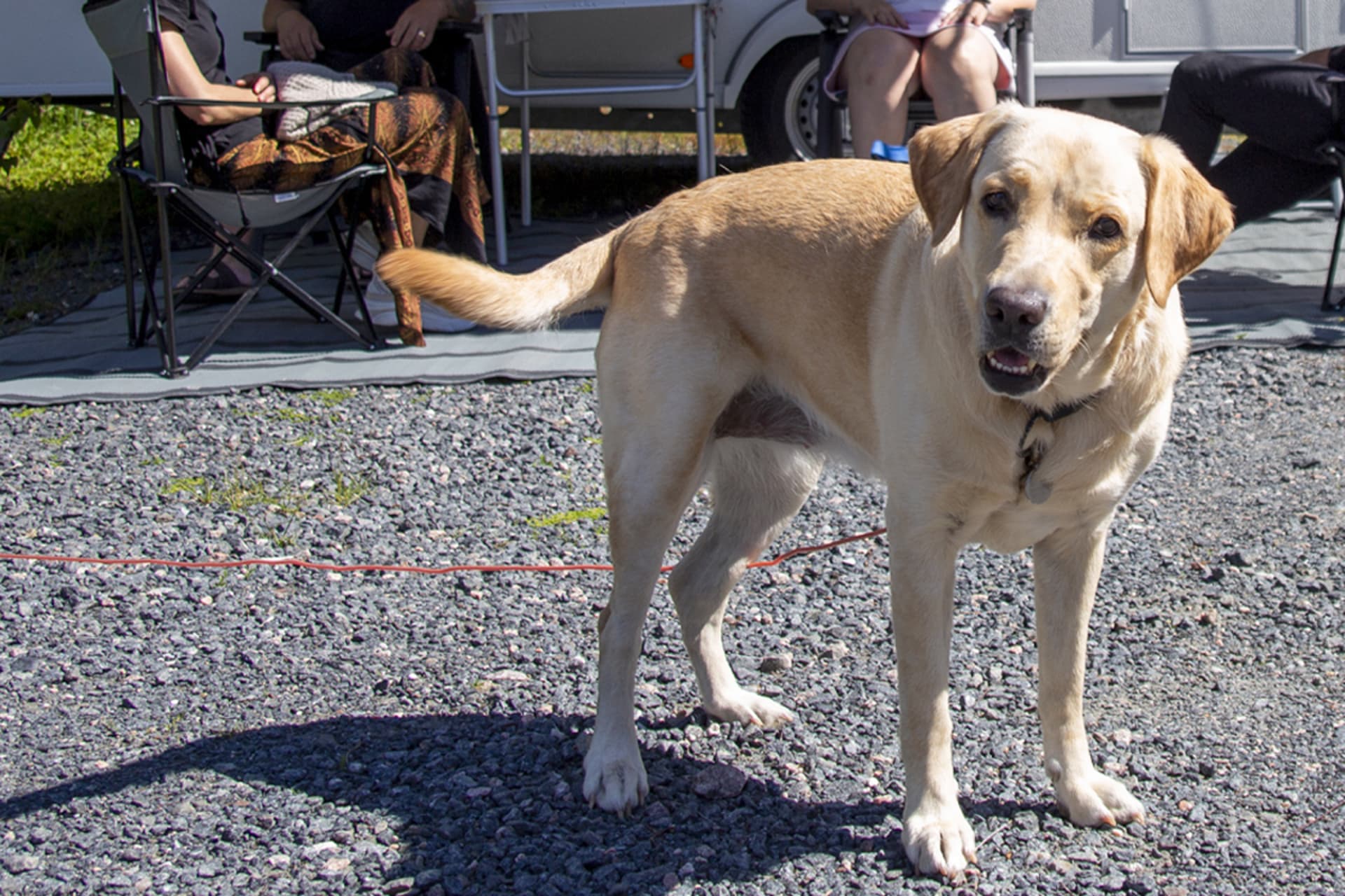Dogs are welcome to Mathildan Marina caravan park